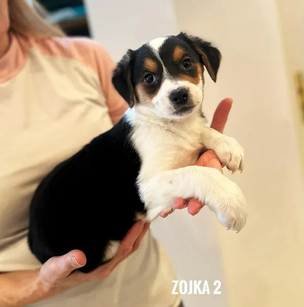 Pies do adopcji, Rytlów, 22 lutego 2026 (3/5)