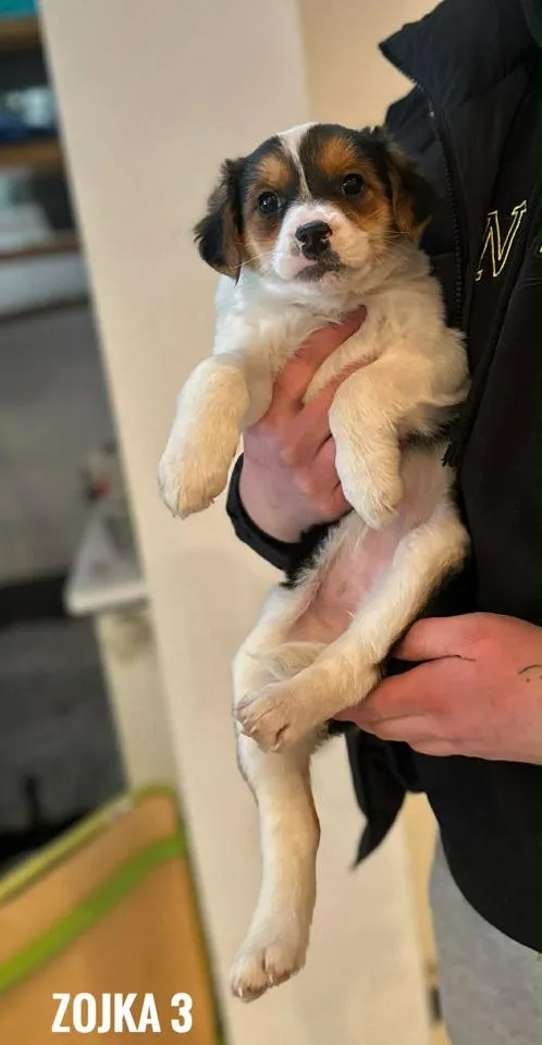 Pies do adopcji, Rytlów, 22 lutego 2026 (5/5)