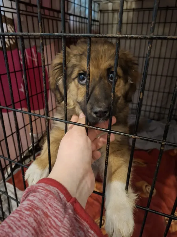 Pies do adopcji, Radom, 22 lutego 2026 (2/2)