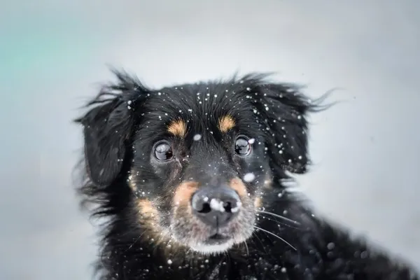 Pies do adopcji, Radom, 22 lutego 2026 (1/5)