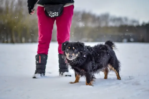 Pies do adopcji, Radom, 22 lutego 2026 (2/5)