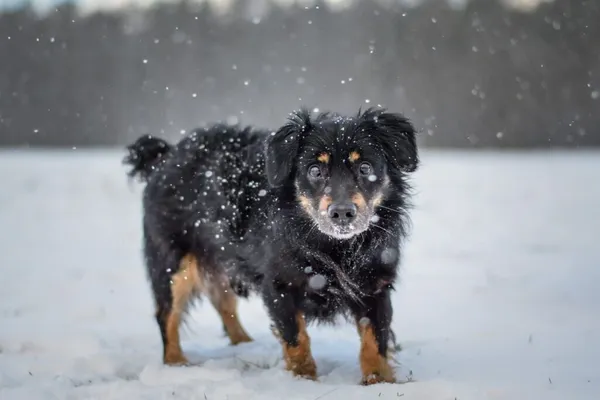 Pies do adopcji, Radom, 22 lutego 2026 (3/5)