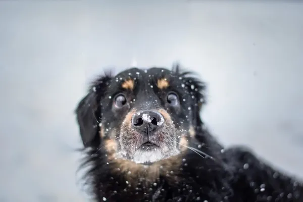 Pies do adopcji, Radom, 22 lutego 2026 (4/5)