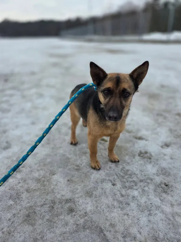 Pies do adopcji, Radom, 22 lutego 2026 (1/5)