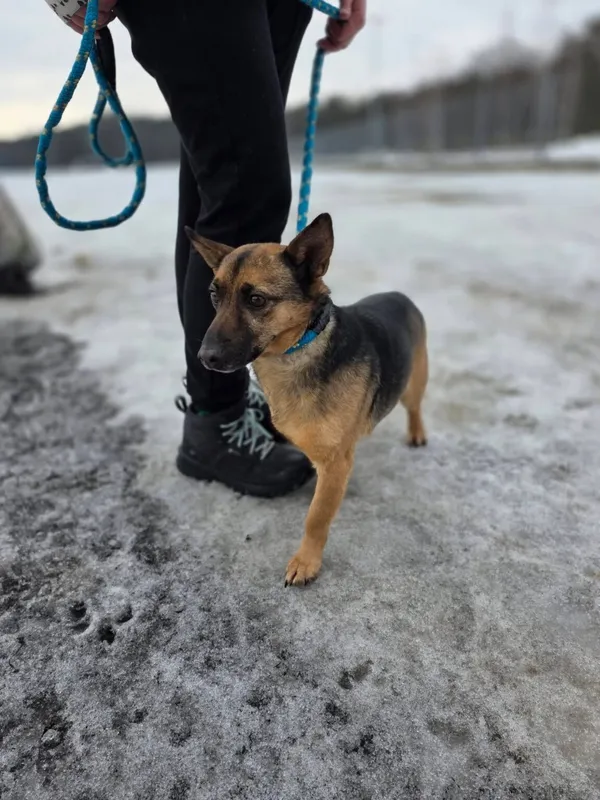 Pies do adopcji, Radom, 22 lutego 2026 (4/5)