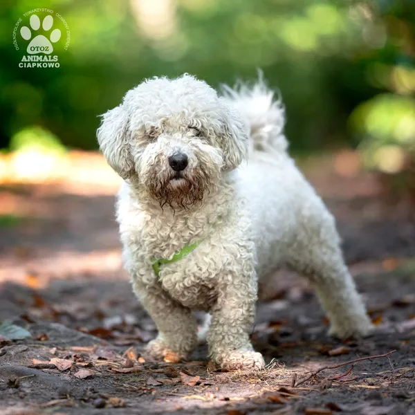 Pies do adopcji, Gdynia, 22 lutego 2026 (2/4)