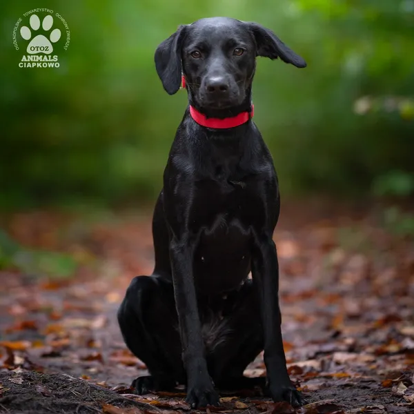 Pies do adopcji, Gdynia, 22 lutego 2026 (2/4)