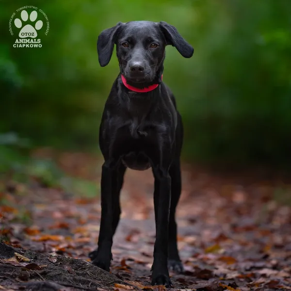 Pies do adopcji, Gdynia, 22 lutego 2026 (3/4)