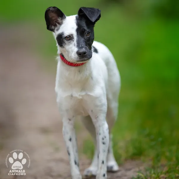 Pies do adopcji, Gdynia, 22 lutego 2026 (3/5)