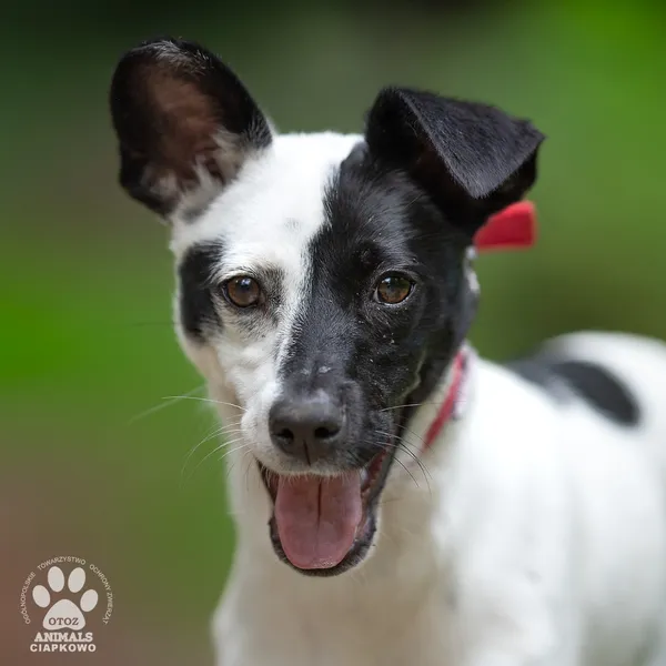Pies do adopcji, Gdynia, 22 lutego 2026 (4/5)