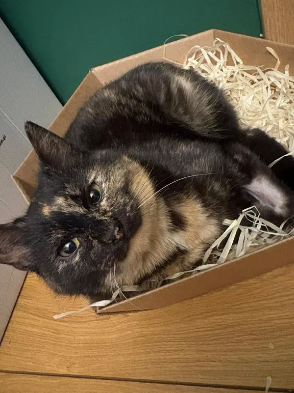 Kot do adopcji, Głowno, 21 lutego 2026 (2/3)