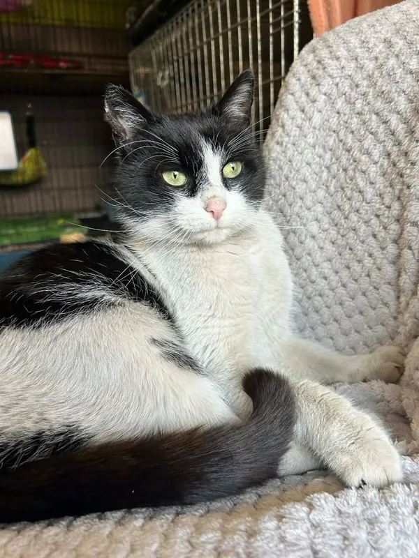 Kot do adopcji, Głowno, 21 lutego 2026 (1/5)