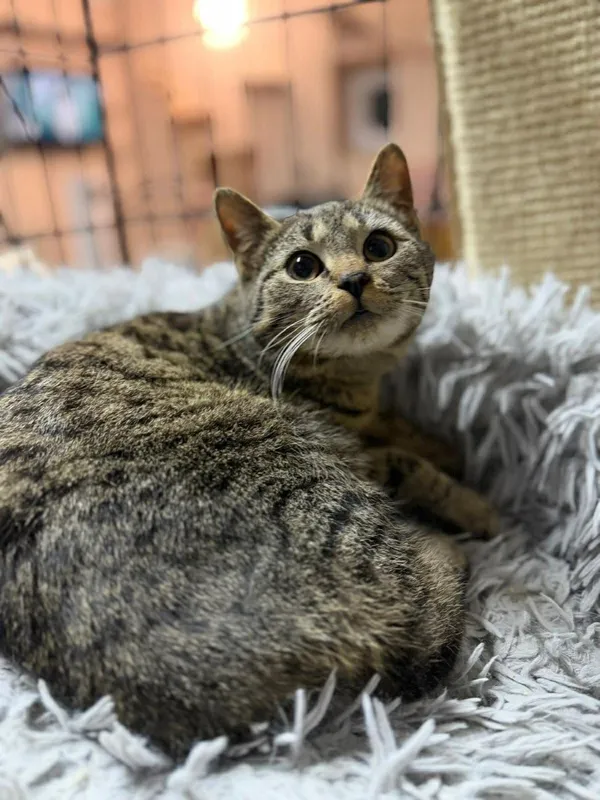 Kot do adopcji, Głowno, 21 lutego 2026 (3/5)