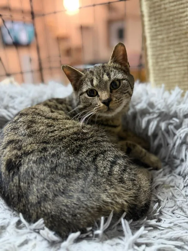 Kot do adopcji, Głowno, 21 lutego 2026 (4/5)