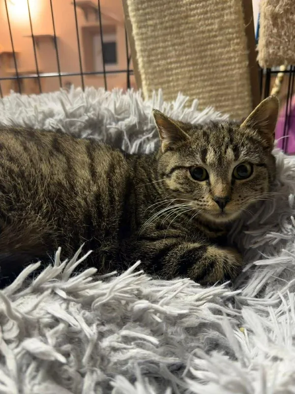 Kot do adopcji, Głowno, 21 lutego 2026 (2/5)