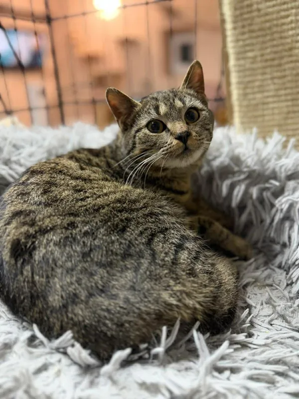 Kot do adopcji, Głowno, 21 lutego 2026 (5/5)