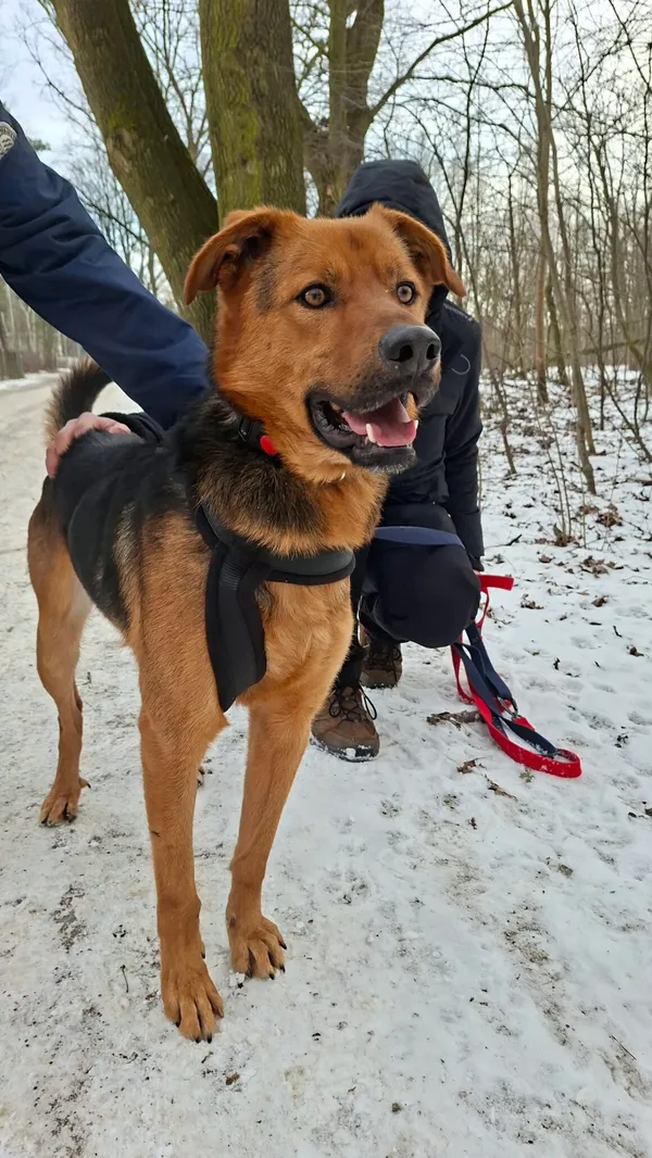 Pies do adopcji, Milanówek, 22 lutego 2026 (1/5)