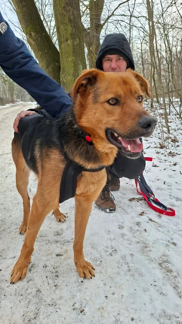 Pies do adopcji, Milanówek, 22 lutego 2026 (3/5)