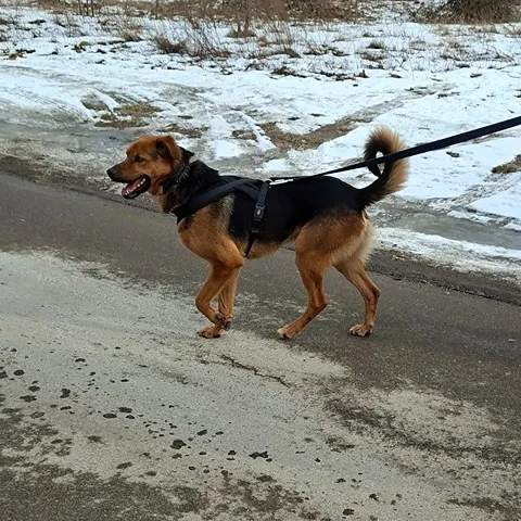 Pies do adopcji, Milanówek, 22 lutego 2026 (4/5)