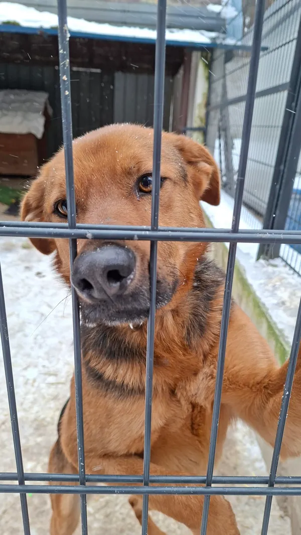 Pies do adopcji, Milanówek, 22 lutego 2026 (5/5)