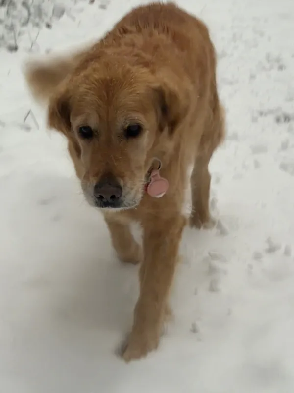 Zaginął pies, Łódź, 22 lutego 2026