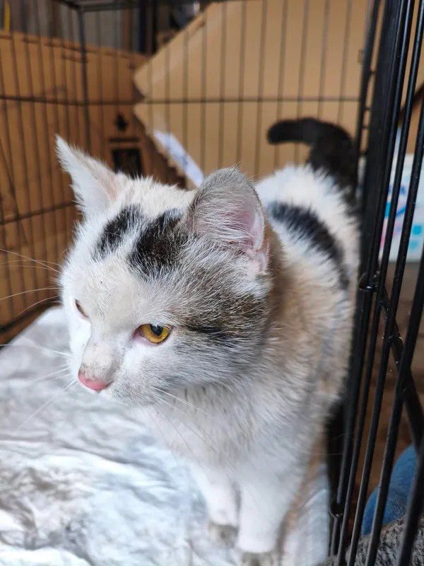 Znaleziono kota, Łopiszewo, 22 lutego 2026 (2/5)