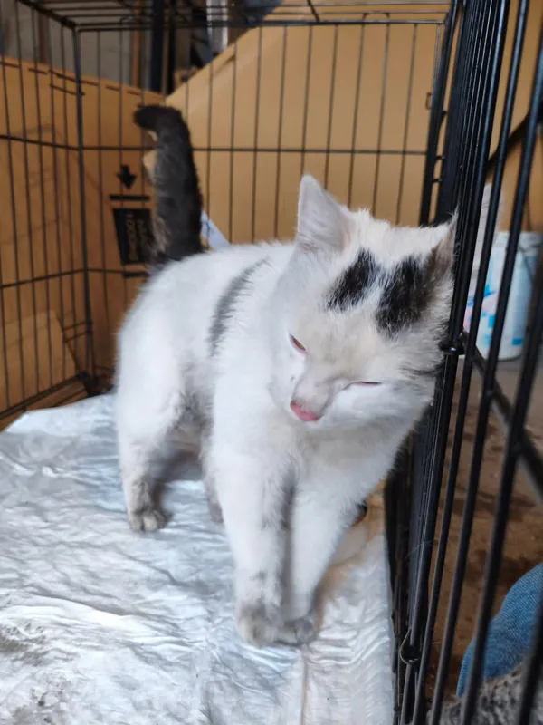 Znaleziono kota, Łopiszewo, 22 lutego 2026 (3/5)