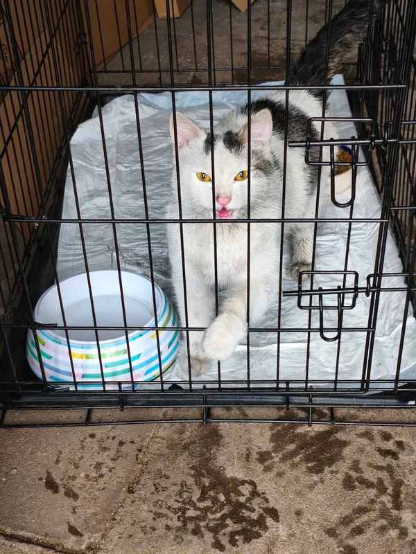 Znaleziono kota, Łopiszewo, 22 lutego 2026 (5/5)