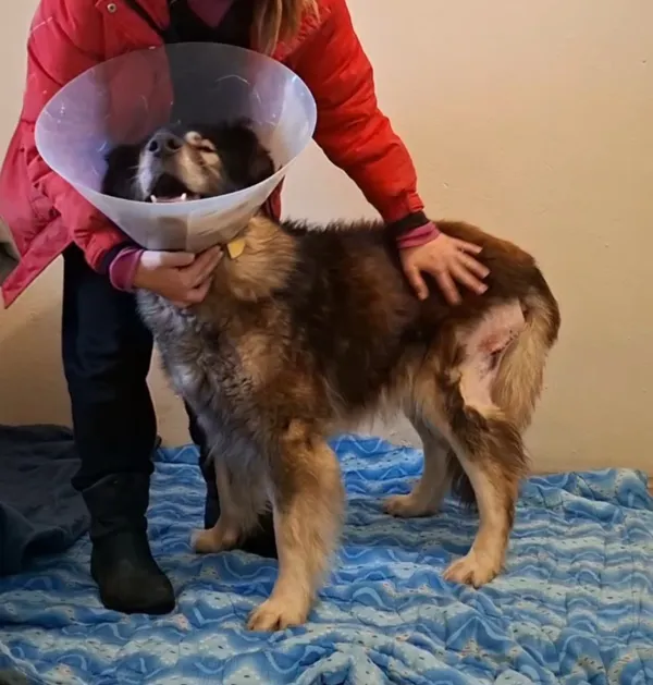 Pies do adopcji, Radom, 22 lutego 2026