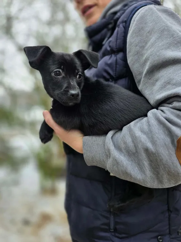 Pies do adopcji, Radom, 22 lutego 2026 (2/3)