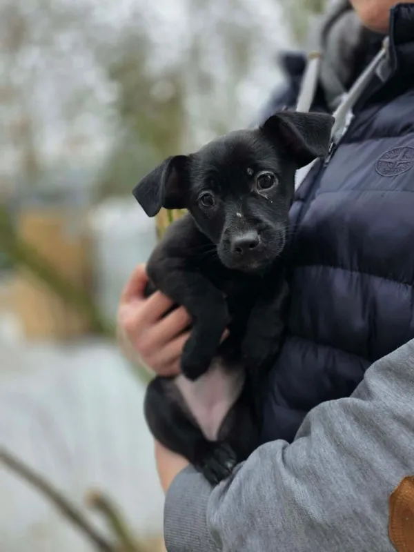 Pies do adopcji, Radom, 22 lutego 2026 (3/3)