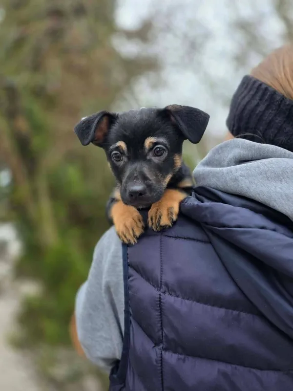 Pies do adopcji, Radom, 22 lutego 2026 (2/3)