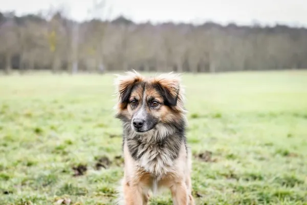 Pies do adopcji, Radom, 22 lutego 2026 (1/5)