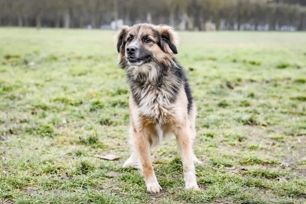 Pies do adopcji, Radom, 22 lutego 2026 (3/5)