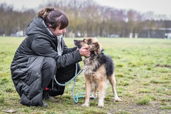 Pies do adopcji, Radom, 22 lutego 2026 (4/5)