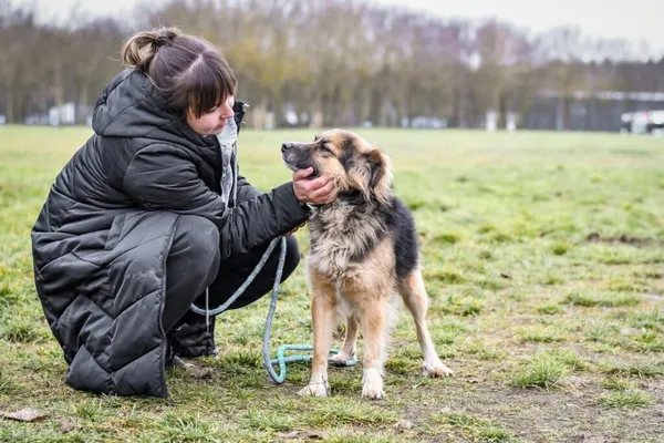 Pies do adopcji, Radom, 22 lutego 2026 (5/5)