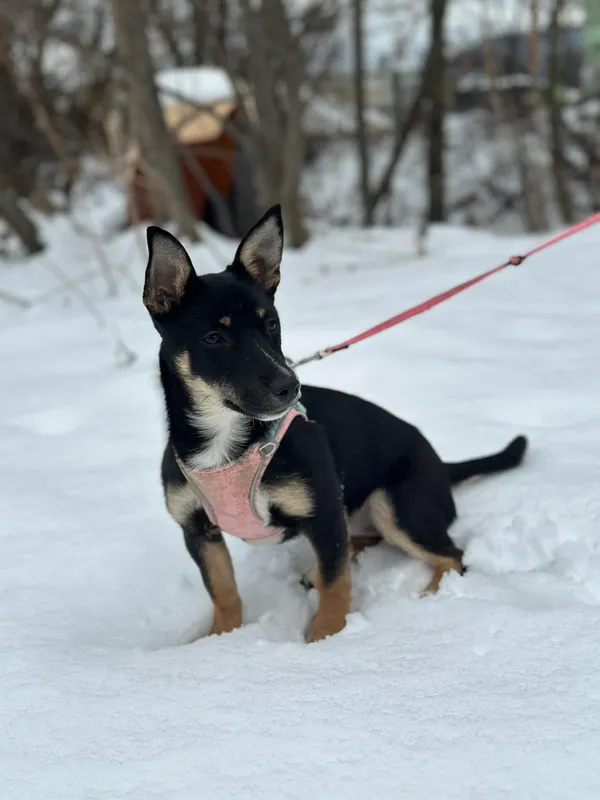 Pies do adopcji, Żywiec, 22 lutego 2026 (2/5)