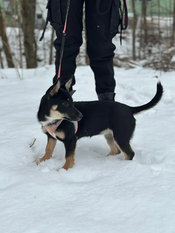 Pies do adopcji, Żywiec, 22 lutego 2026 (3/5)