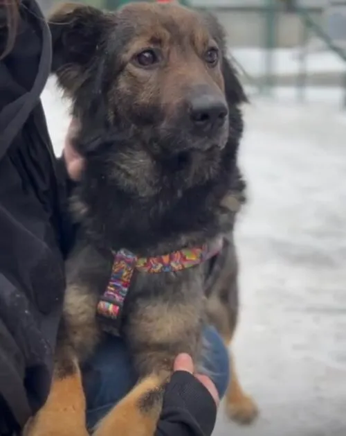 Pies do adopcji, Głowno, 22 lutego 2026 (3/5)