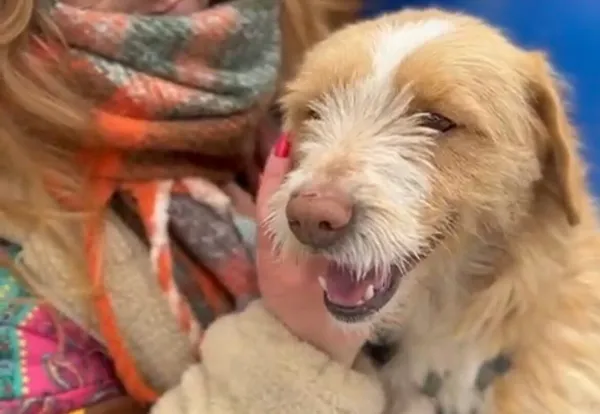 Pies do adopcji, Głowno, 22 lutego 2026 (1/5)