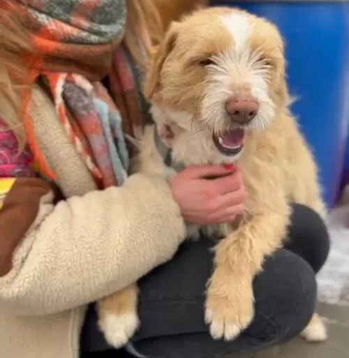 Pies do adopcji, Głowno, 22 lutego 2026 (2/5)