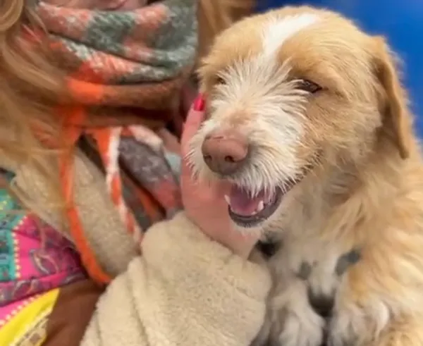 Pies do adopcji, Głowno, 22 lutego 2026 (3/5)