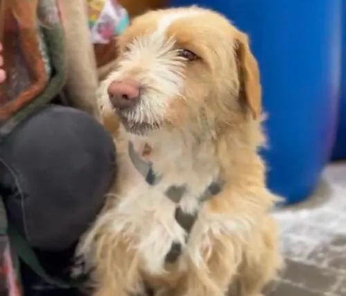 Pies do adopcji, Głowno, 22 lutego 2026 (4/5)