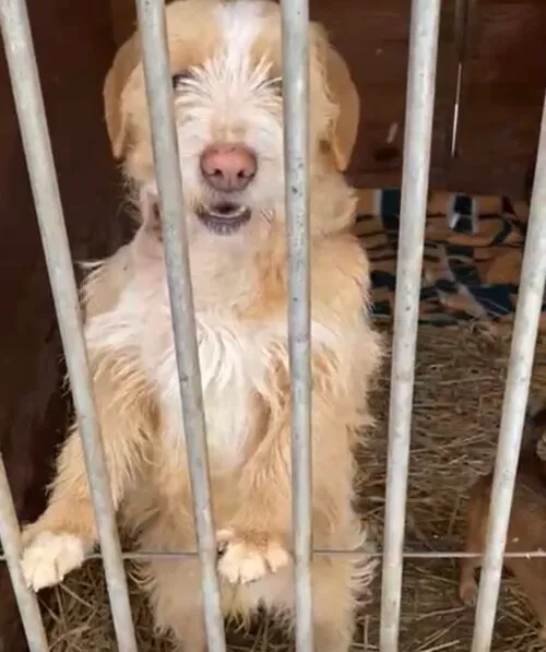 Pies do adopcji, Głowno, 22 lutego 2026 (5/5)