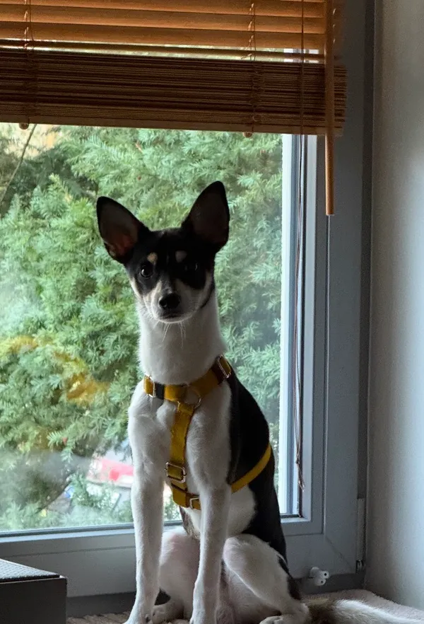 Zaginął pies, Warszawa, Stary Żoliborz, 23 lutego 2026