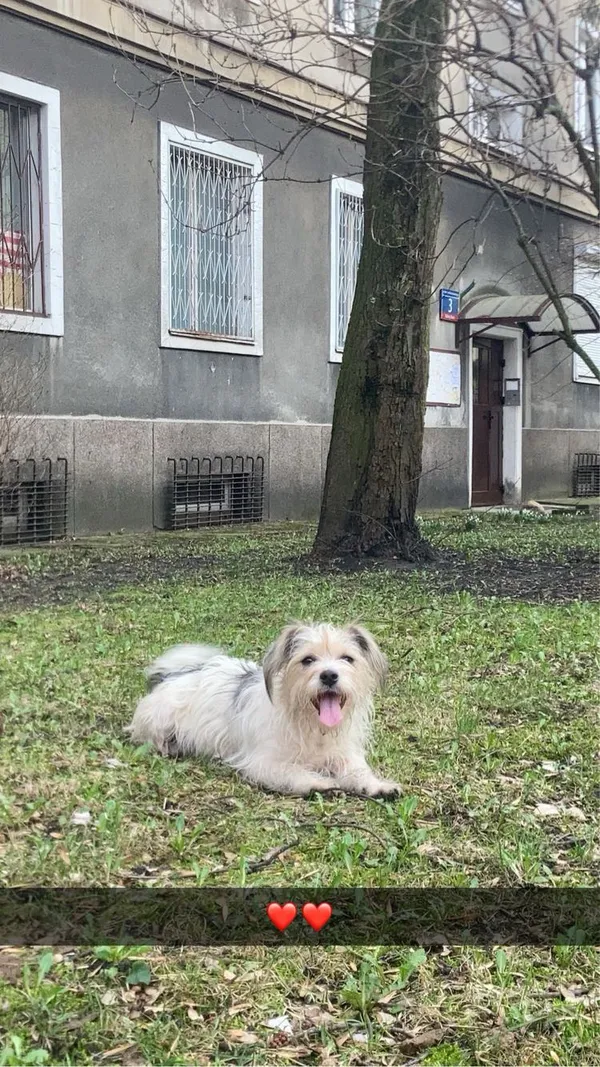 Zaginął pies, Łódź, 22 lutego 2026