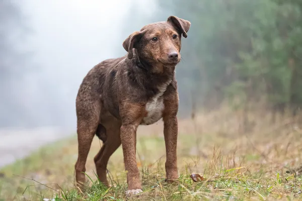 Pies do adopcji, Nowodwór, 22 lutego 2026 (1/5)