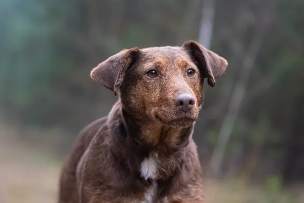 Pies do adopcji, Nowodwór, 22 lutego 2026 (2/5)