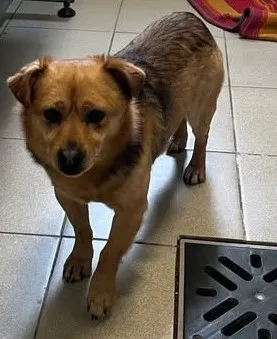 Znaleziono psa, Lublin, 22 lutego 2026