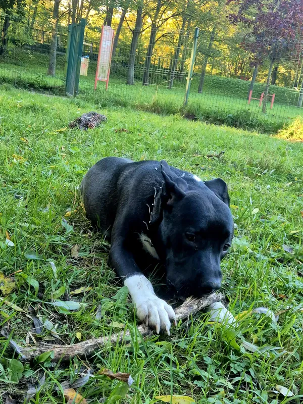 Oddam psa, Elbląg, Nad Jarem, 23 lutego 2026 (1/3)